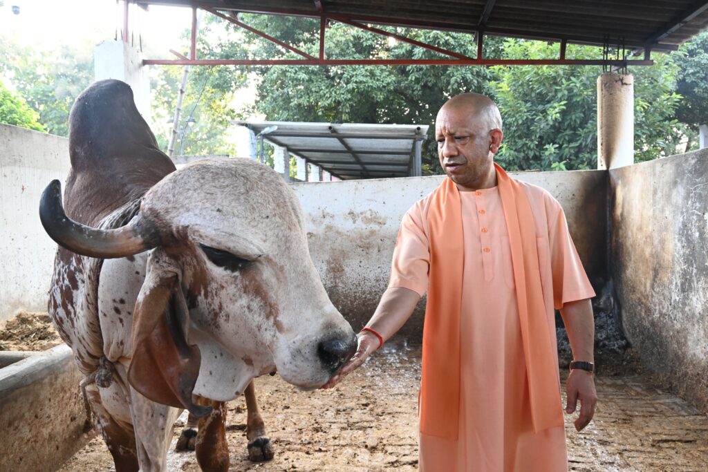 गौ सेवा करते मुख्यमंत्री योगी आदित्यनाथ